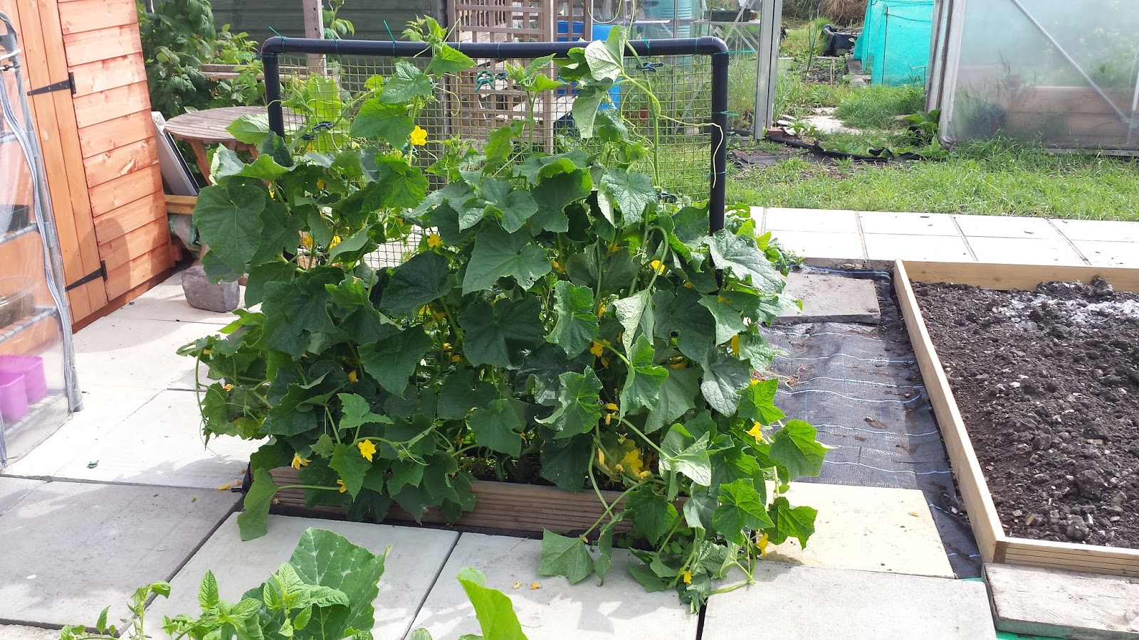 Alans Allotment Cucumbers Butternut Squash & Bed 4
