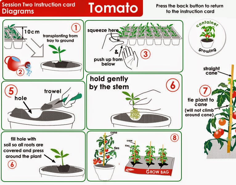 Томато карта бонусная
