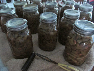 Jars of Green Beans canned