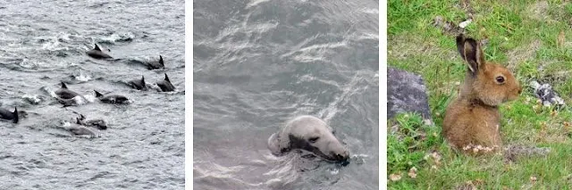 West Cork Ireland - Wildlife at Mizen Head