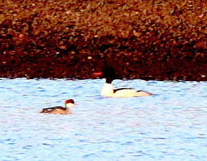 Mixenden, Red Head Smew