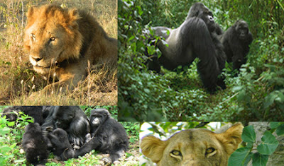 7 days Uganda Safari, Uganda National Parks Safari, birding uganda, uganda bird watching safari