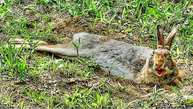 Wild Rabbit's Epic Yawn Waking From A Nap