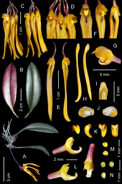 Bulbophyllum trongquyetii