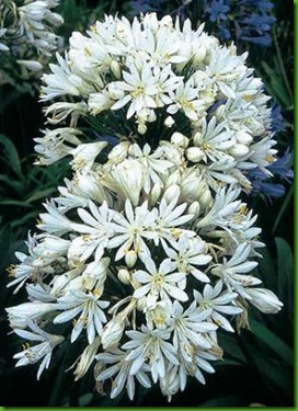 Agapanthus