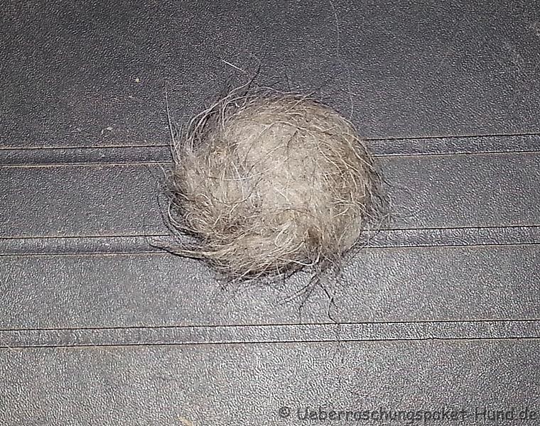 Überraschungspaket Hund ein Hundeblog der zeigt, wie unterschiedlich