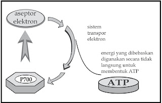 Pembentukan ATP melalui fotofosforilasi siklik