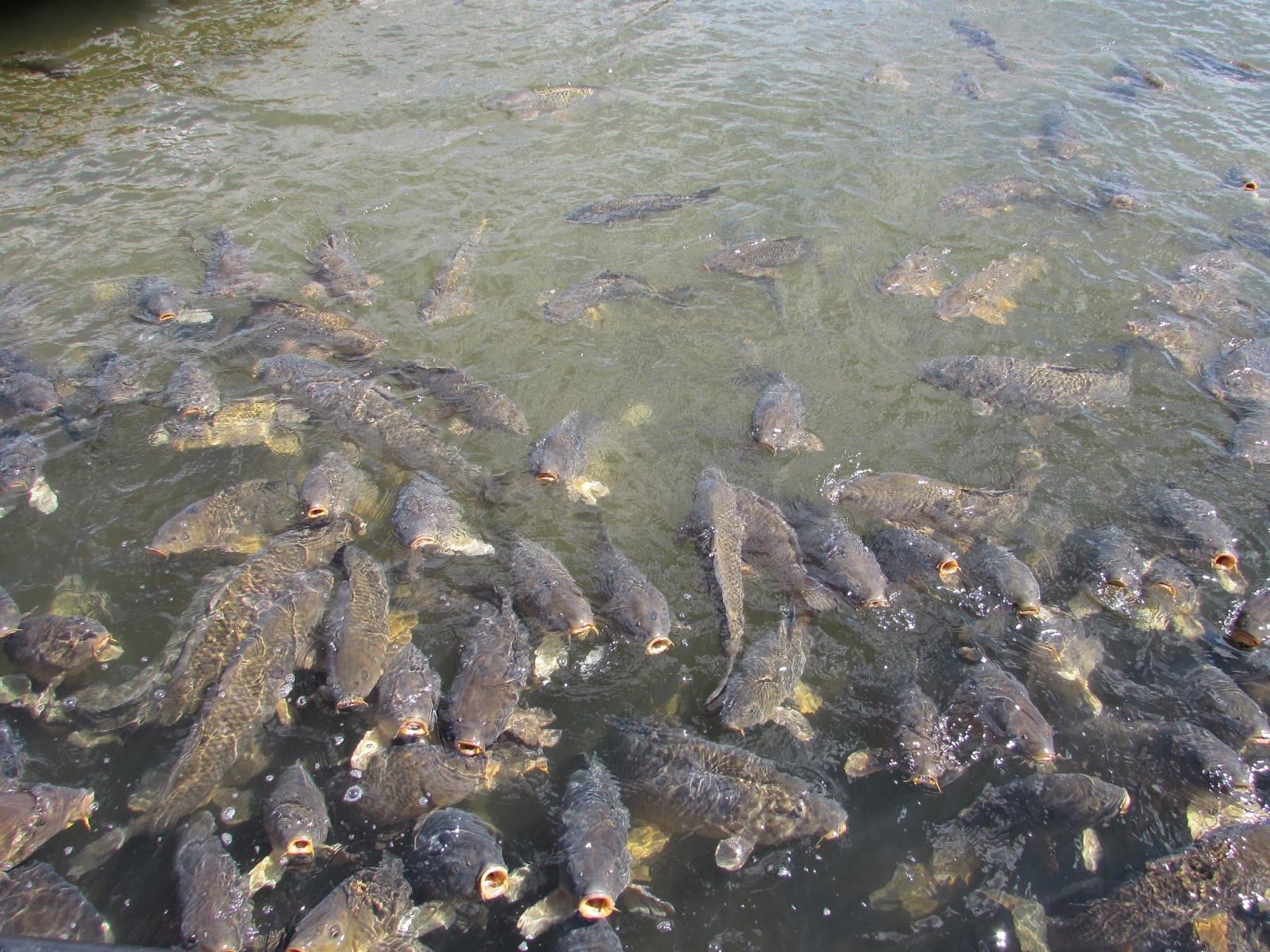 Exploring PA's Largest Lake Raystown Lake with Seven Points Marina