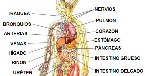 interior del cuerpo humano organos el cuerpo humano partes del cuerpo humano interior del cuerpo humano organos el cuerpo humano partes del cuerpo humano