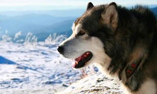 giant alaskan malamute