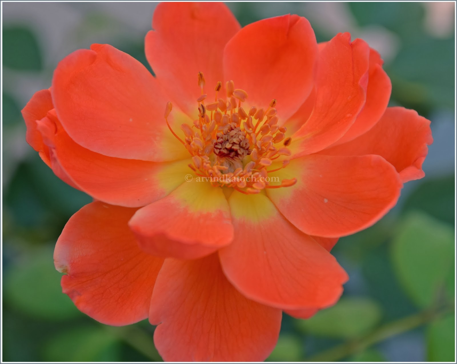 Fully opened Beautiful Orange Rose Flower like a Flame of Fire