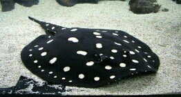 Polka Dot Stingray