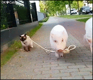 Amazing Cat GIF • 2 cool pigs take their friend the Cat for a little walk in the street [cat-gifs.com]