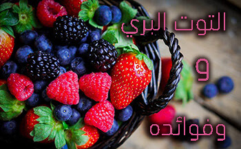 التوت البري. التوت البري.