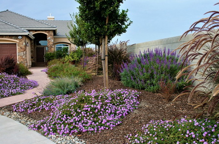 54 Drought Tolerant Front Yard - Domaci Design