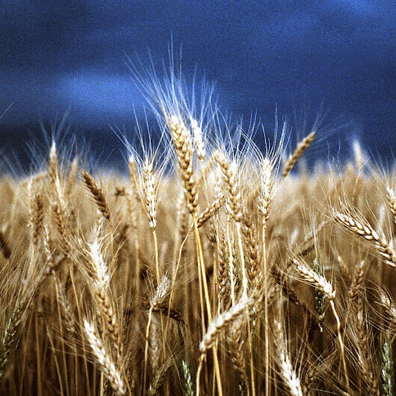 gambar ladang gandum