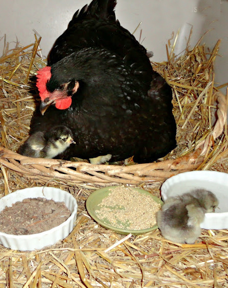 Hatching Eggs under a Broody Hen Fresh Eggs Daily® with Lisa