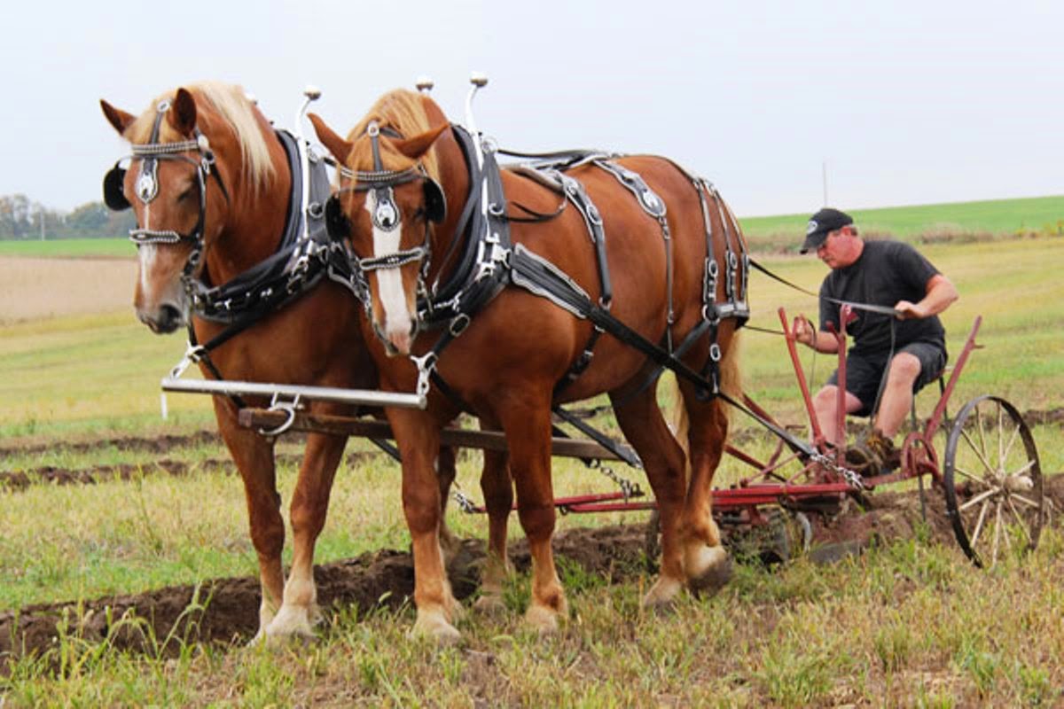 One Tank Trips A country party at the International Plowing Match & Rural Expo