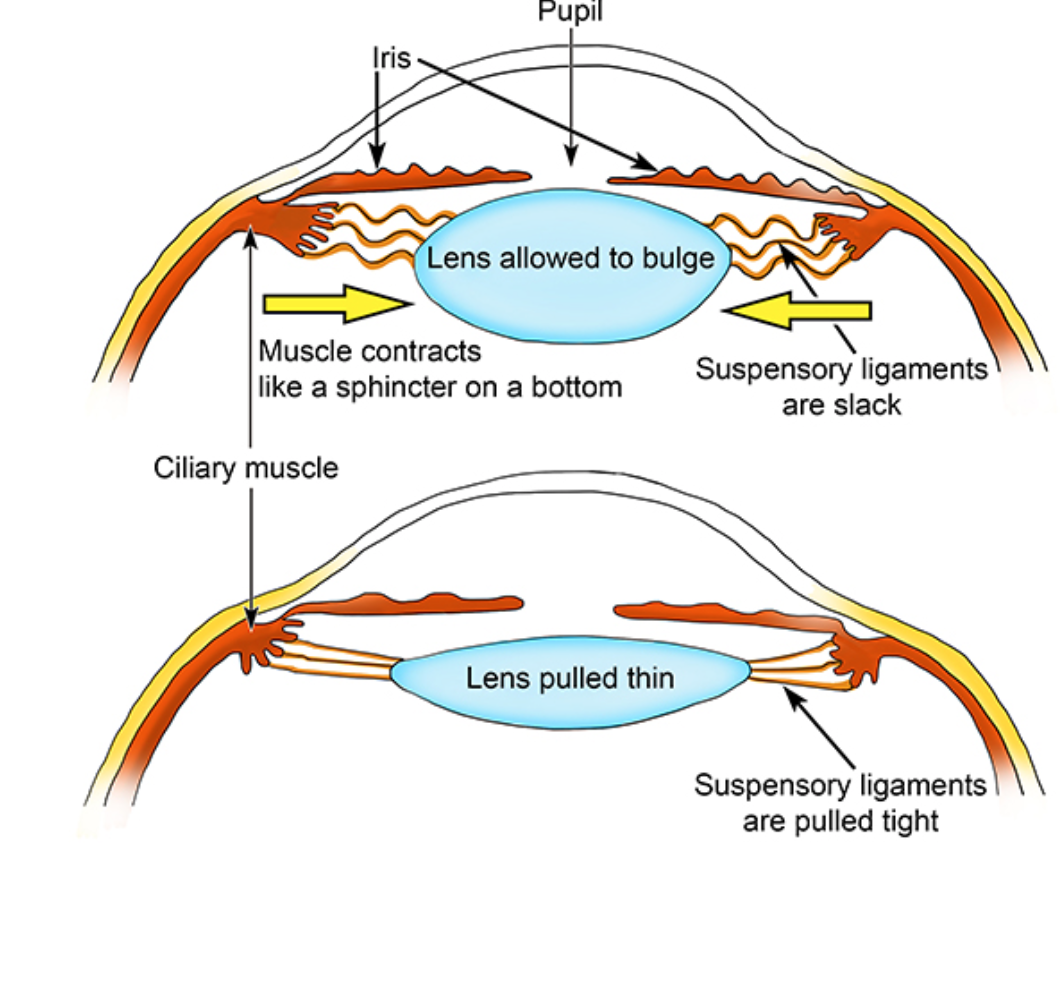 Head and Neck Anatomy Lens, Vitreous Body, Development