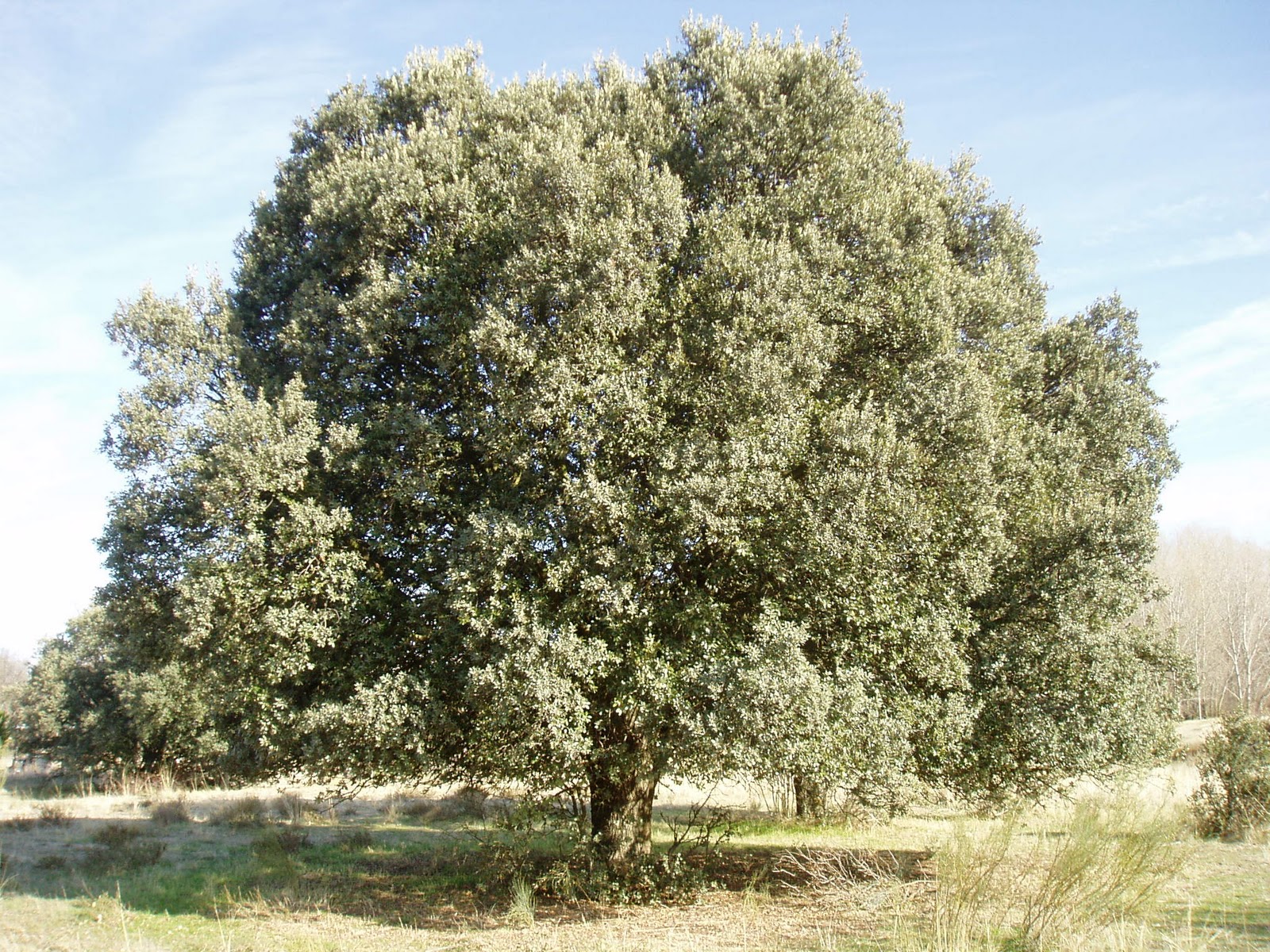 Arbol De Encina Caracteristicas Cuidados Y Beneficios Images