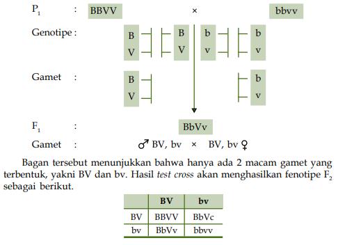 Pola Pewarisan Sifat Organisme Pustaka Belajar