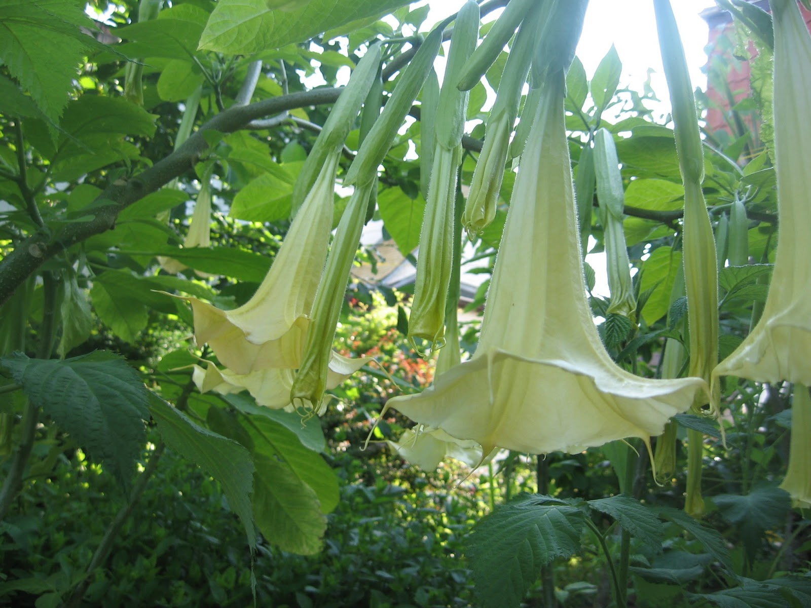 Altes und Neues von Bernd Nowack, Dessau: Engelstrompeten-Blüte