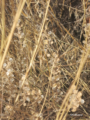 Alyssum, Alyssum simplex, dry fruit alyssum, Alyssum simplex, brown fruit