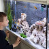 La Acuarioterapia, mejora tu salud viendo peces ornamentales