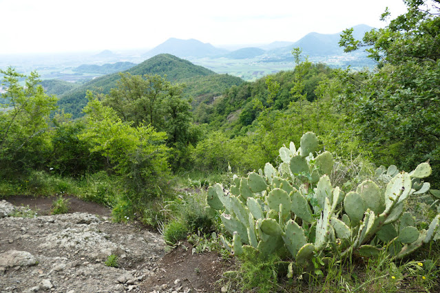 monte ceva fichi d'india