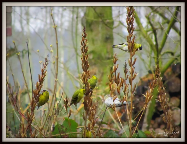 sijzen op teunisbloem