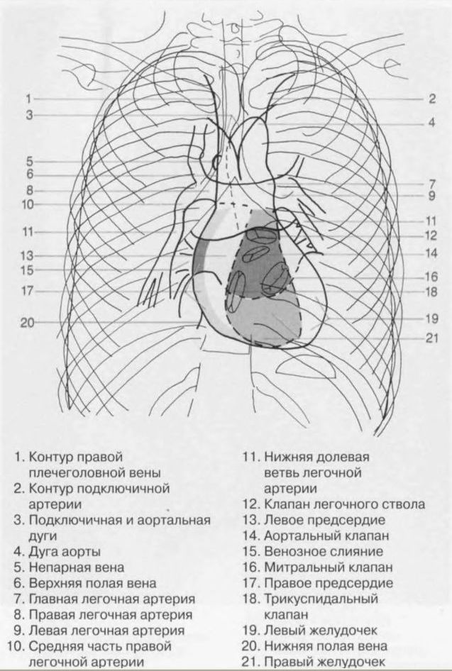 Дуги сердца на рентгенограмме схема
