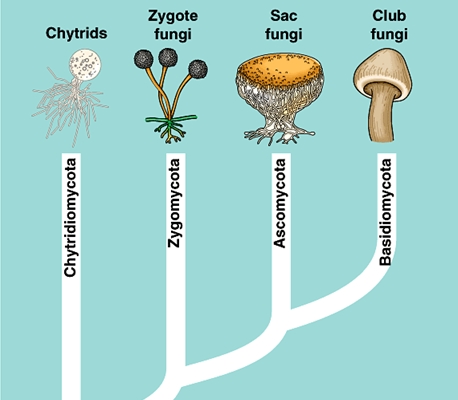 Klasifikasi fungi