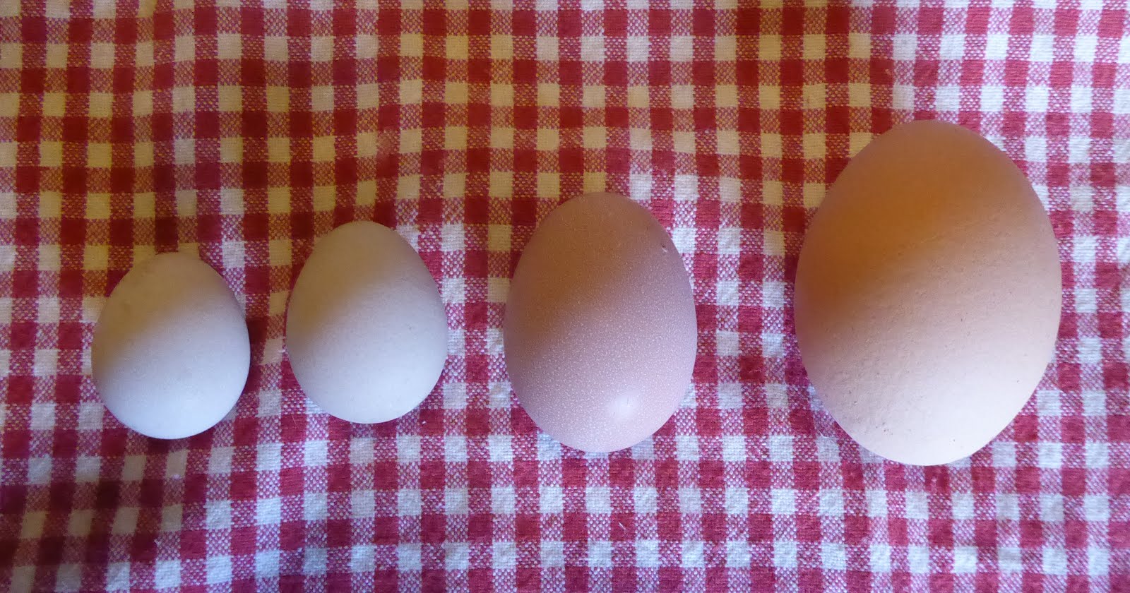 Lovin' Life At The End Of The Dirt Road Guinea Eggs!