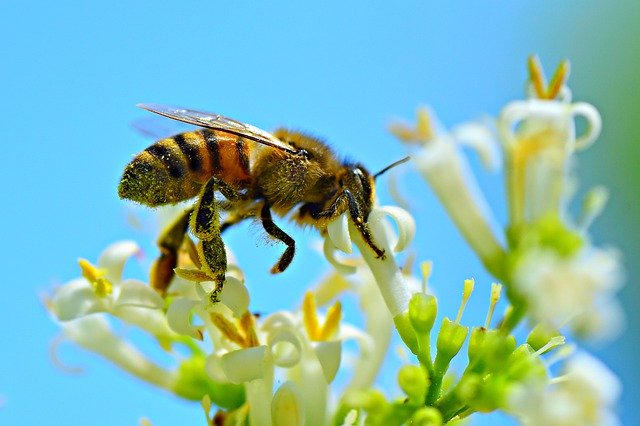 What Is Pollination