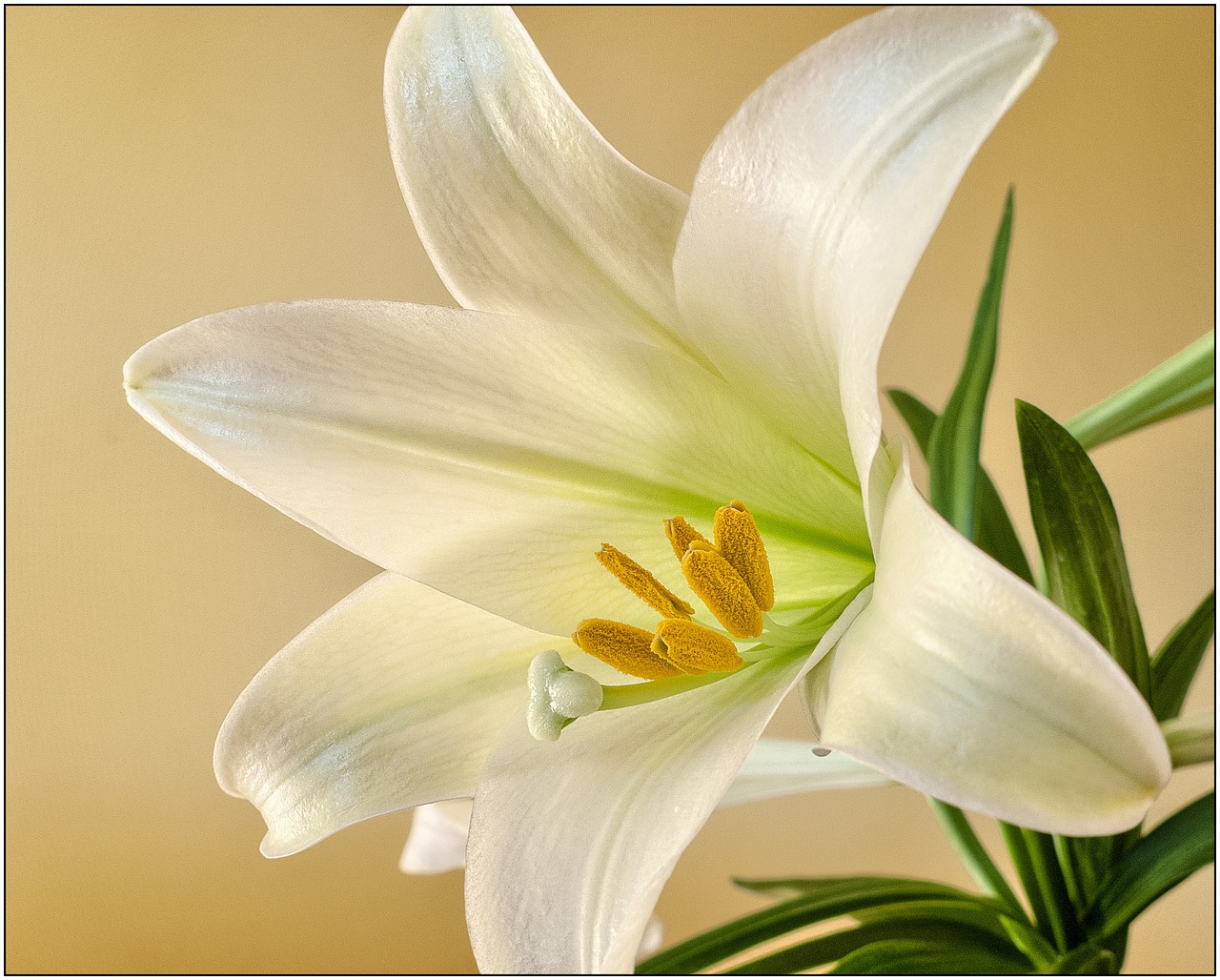 AUTENS DIRECT The flower language of lilies