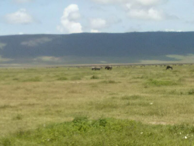 Ngorongoro crater Rhino