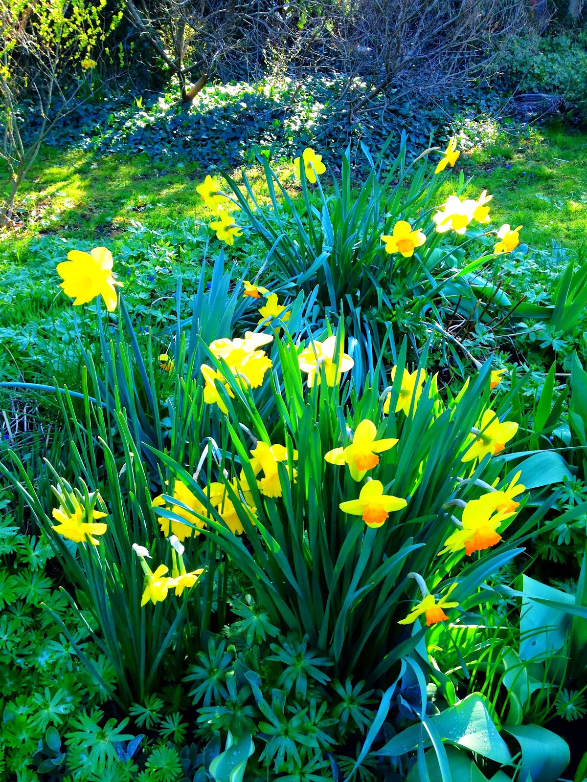 Daffodils In My Back Yard