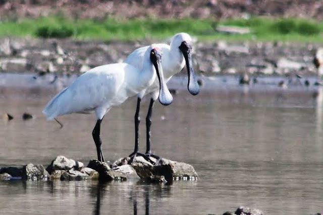 Royal Spoonbill,