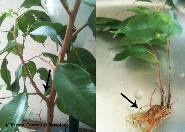 Comment Faire Une Bouture De Ficus L'art du bouturage