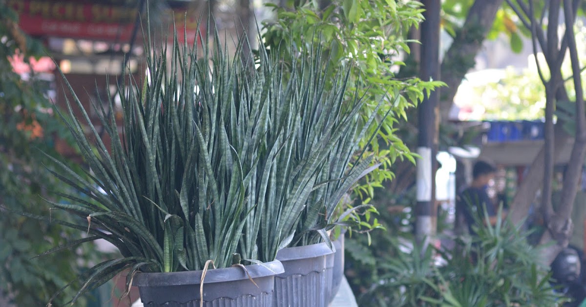 Sansevieria Lidah Mertua Tanaman Hias Daun Penyerap Polusi Yang Berdaun Indah Planter And Forester