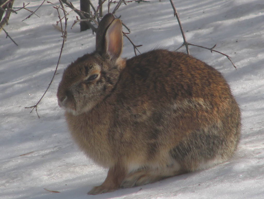 How Long Does A Cottontail Rabbit Live