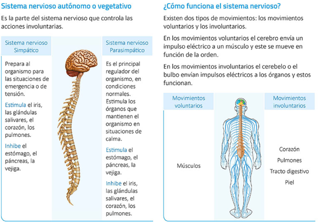 Sistema Nervioso Para Quinto De Primaria Actividades vrogue.co