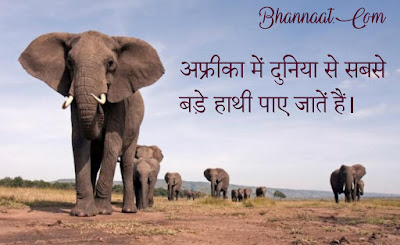 Facts About Elephants In Hindi हाथियों के बारे में कुछ रोचक तथ्य