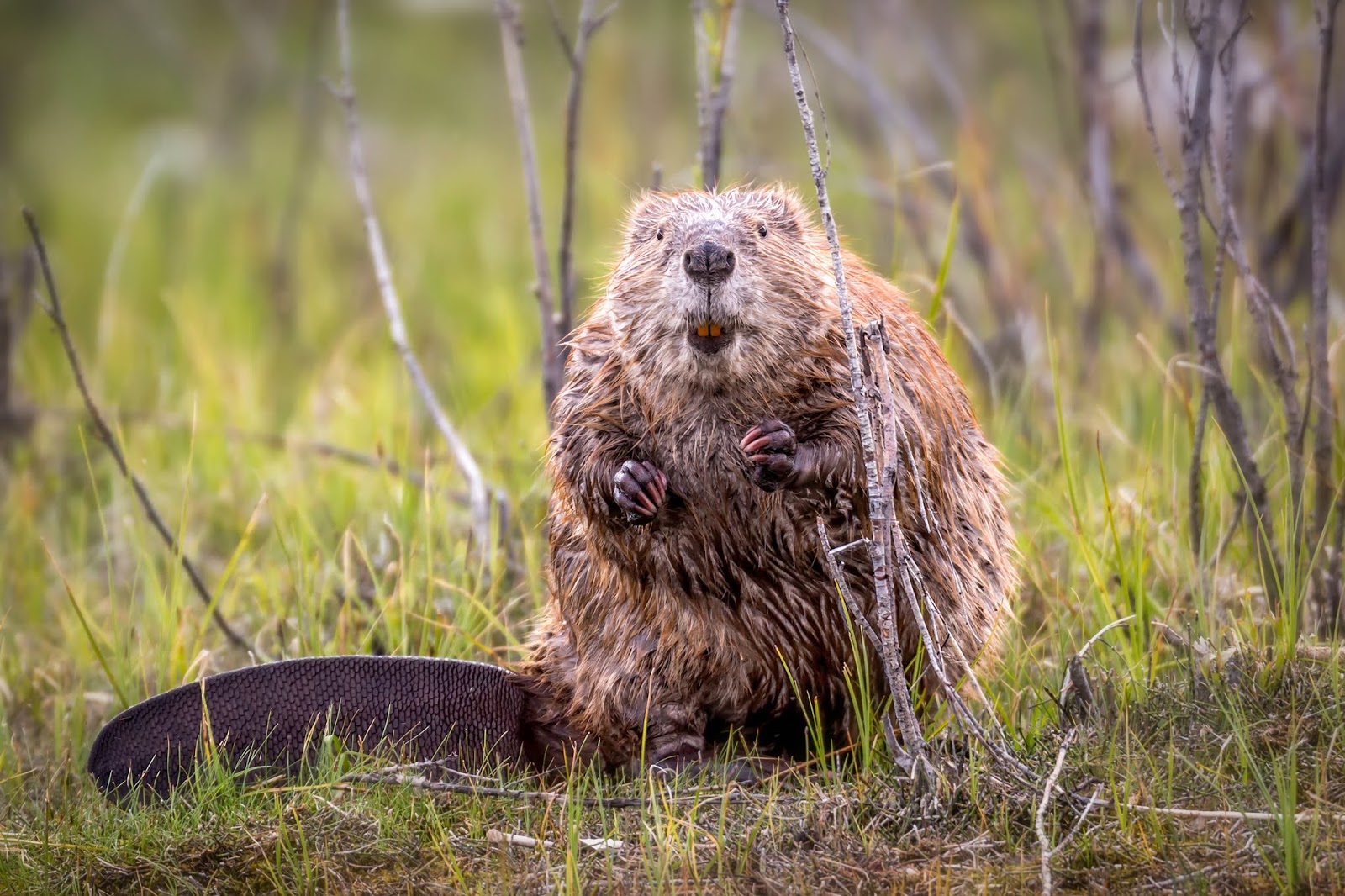 What do Beavers Eat?