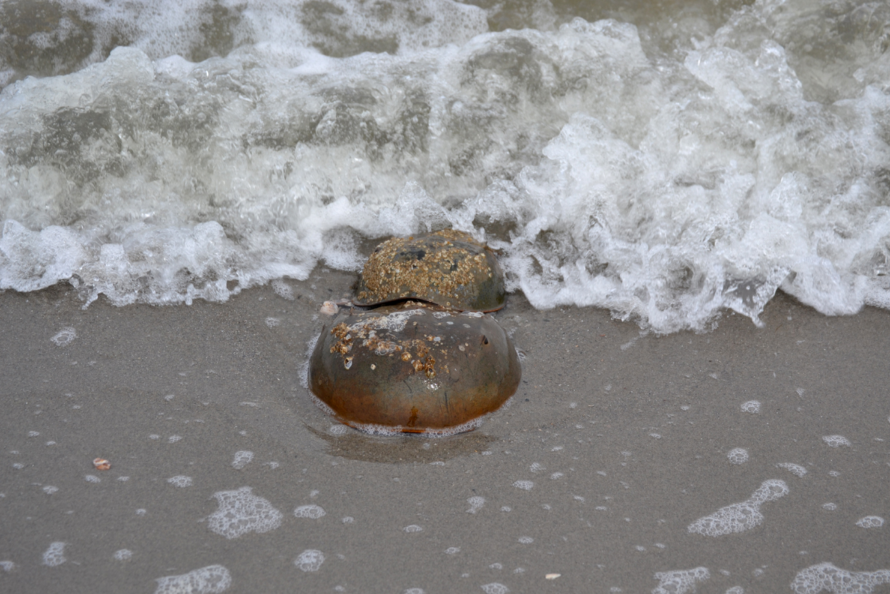 Woods Walks and Wildlife Horseshoe Crabs!