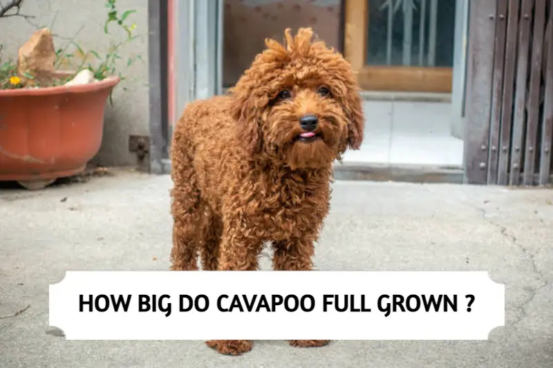 Cavapoo Size - How Big Do Cavapoo Full Grown?