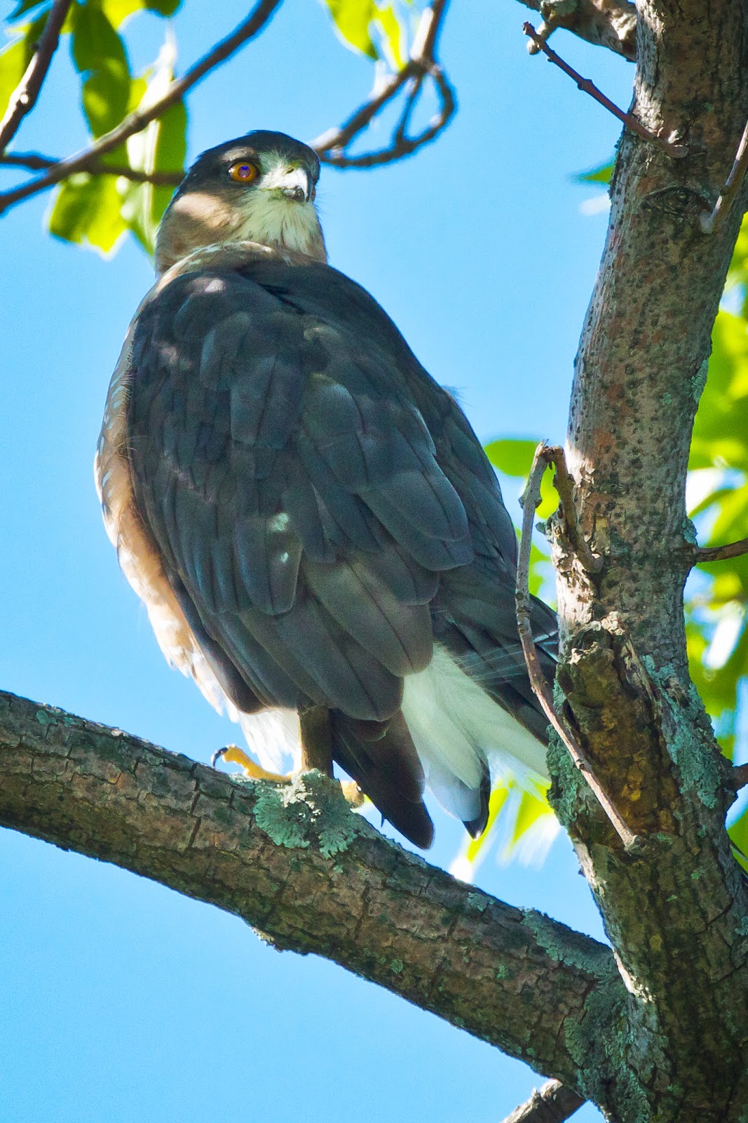 Feather Tailed Stories Cooper's Hawk