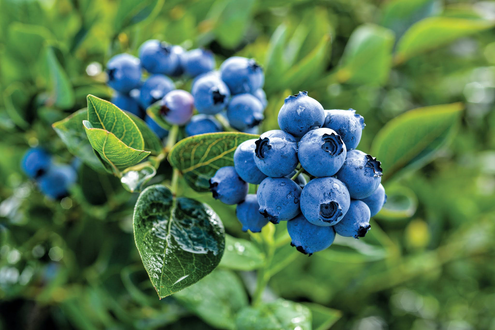 Fakta Menarik Tentang Blueberry Washington Yang Harus Anda Tahu