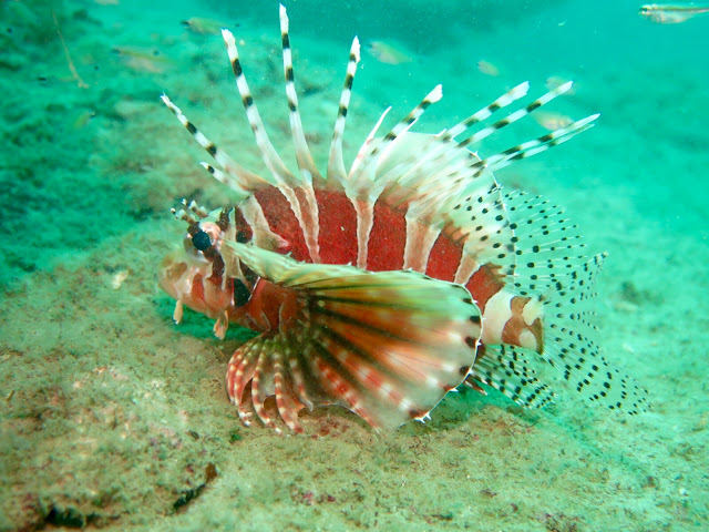 Photo of a lionfish at Tin Lizzy wreck, Phuket, Thailand