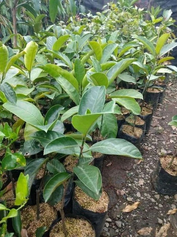 bibit pohon cempedak cocok buat koleksi kebun Babakan